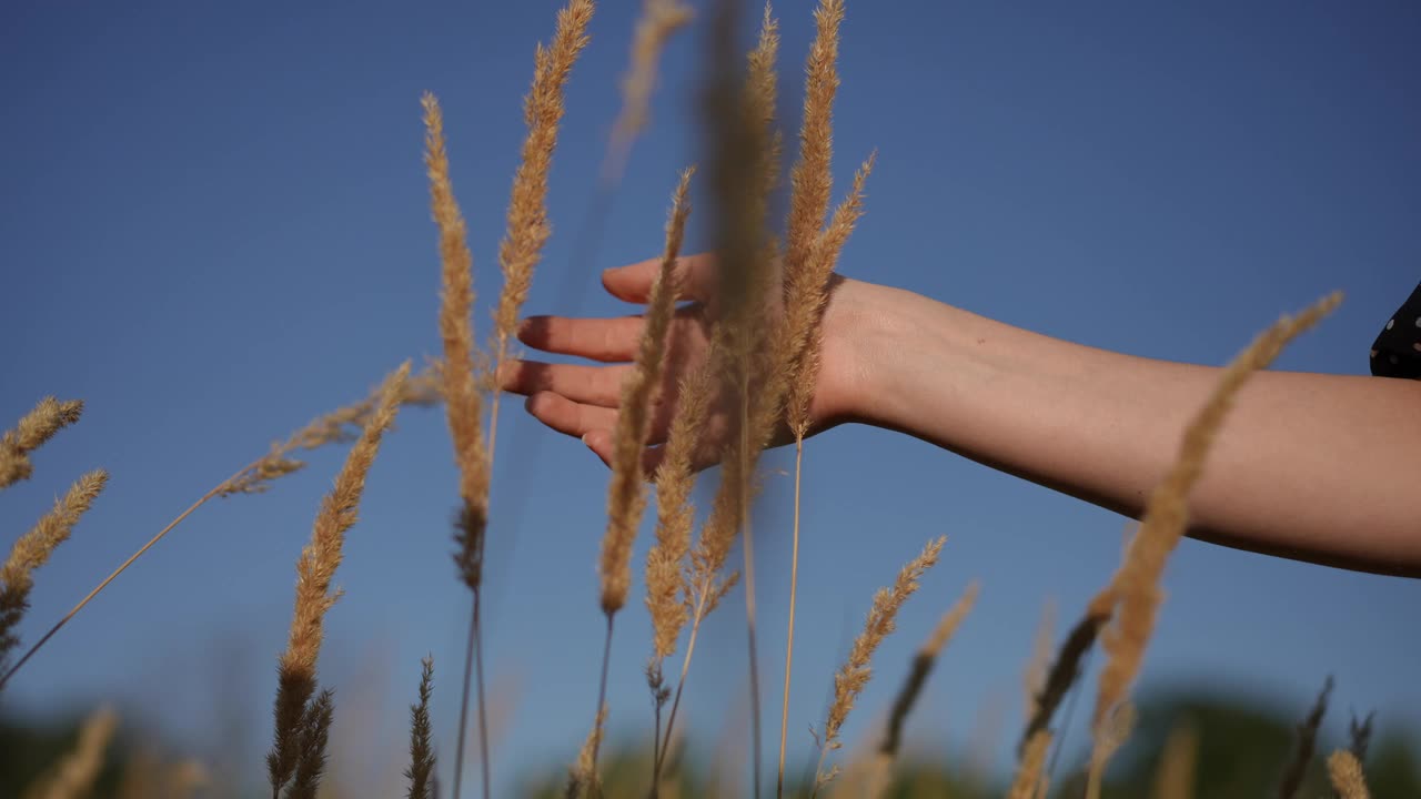 低角。特写镜头。缓慢的运动。一个女人抚摸着蓝天映衬下的田野植物。当一个无法辨认的女人走过田野时，一个女人的手触摸着田野的草顶。视频下载