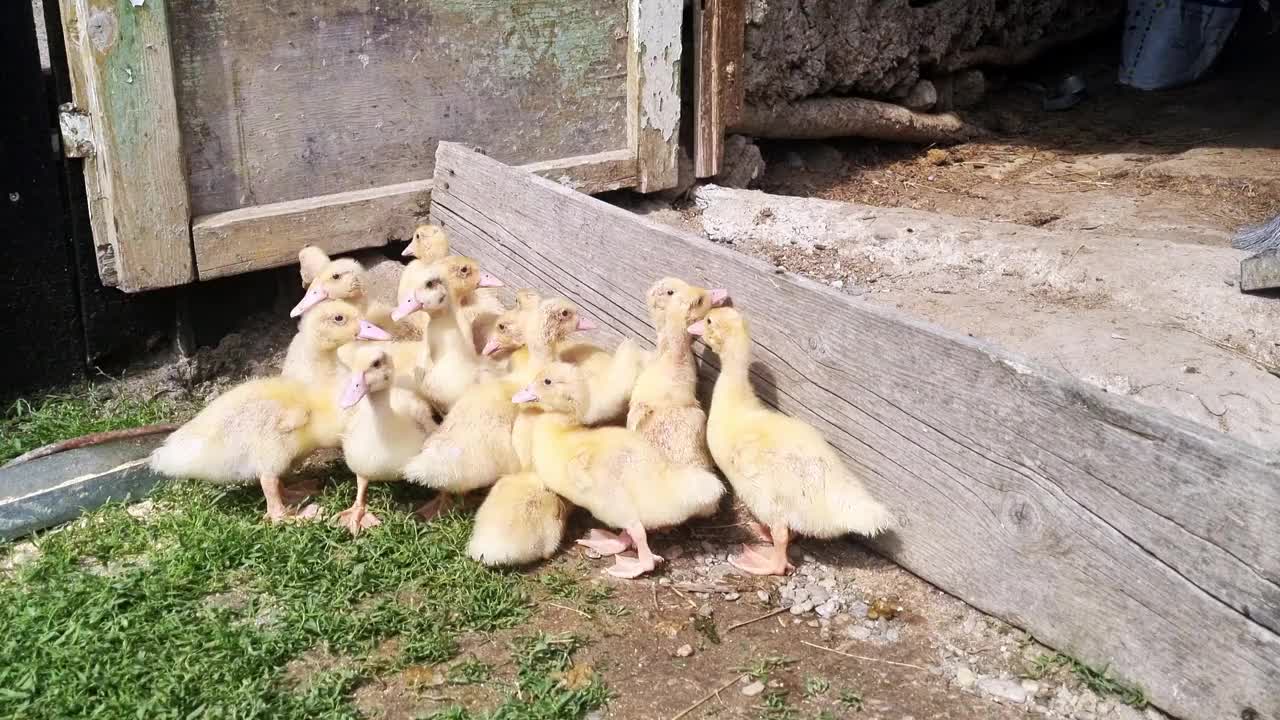 一群小鸭子在院子里，乡村地区视频下载