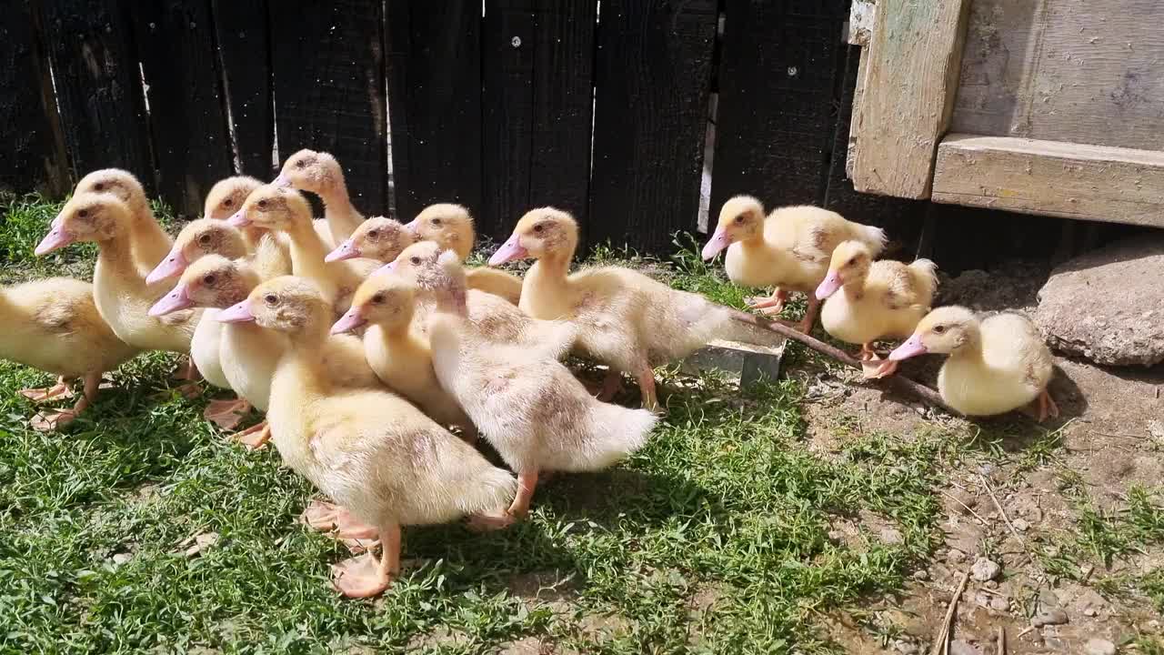 一群小鸭子在院子里，乡村地区视频下载
