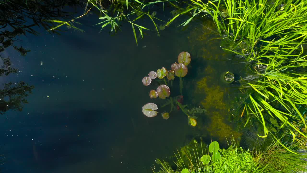 根污水处理厂作为园林池塘。视频下载