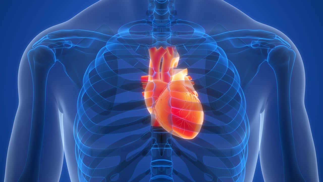 人体循环系统心脏解剖动画概念视频下载