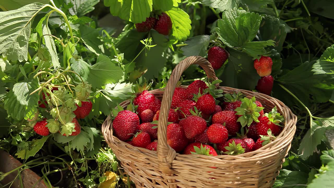 一个女人的手把一个成熟的草莓放进篮子里视频下载