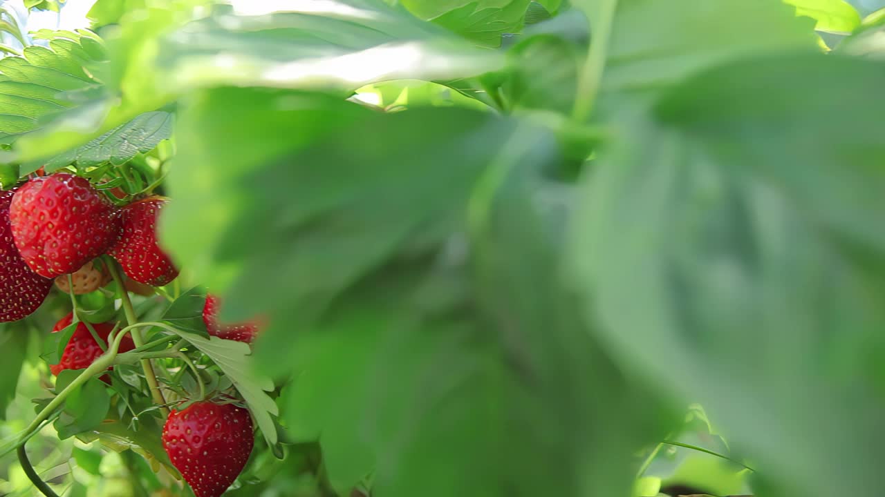 全景多汁的草莓丛在绿色的床上视频下载