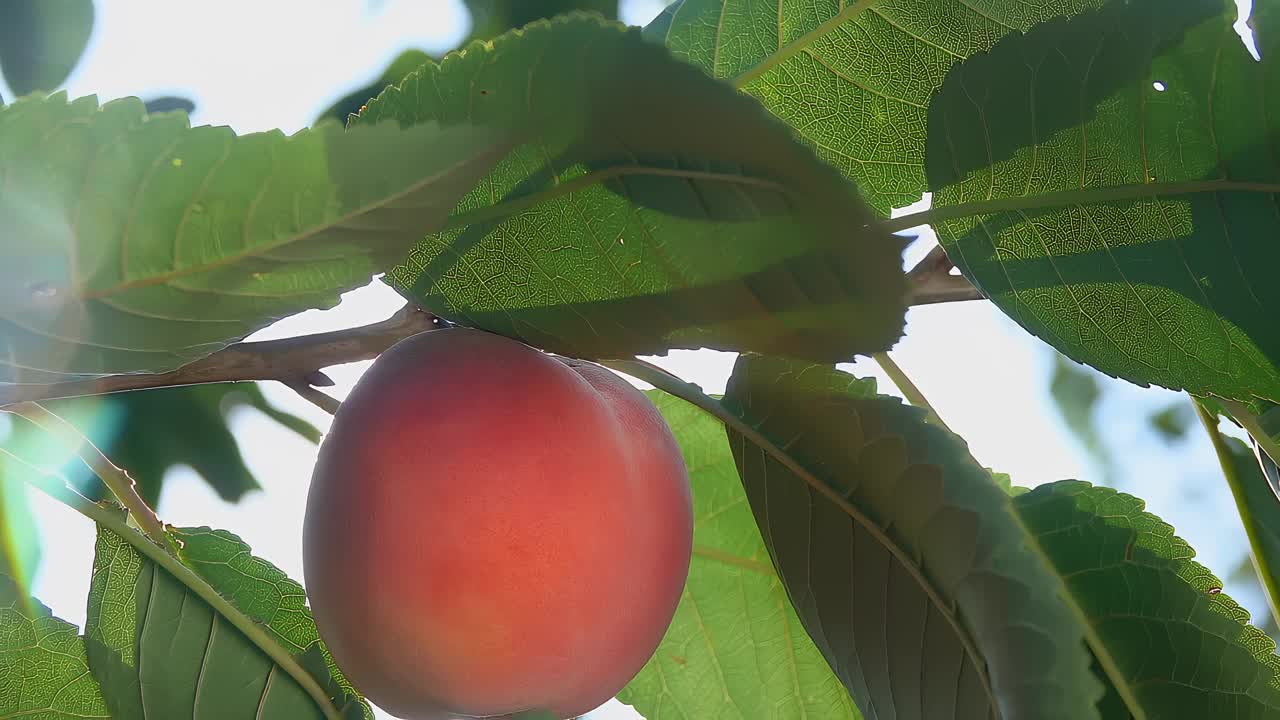 在一个阳光明媚的夏日，一个成熟多汁的桃子长在阳光照耀的树枝上视频下载
