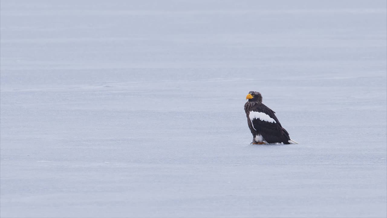 斯特勒海鹰在冰上视频下载