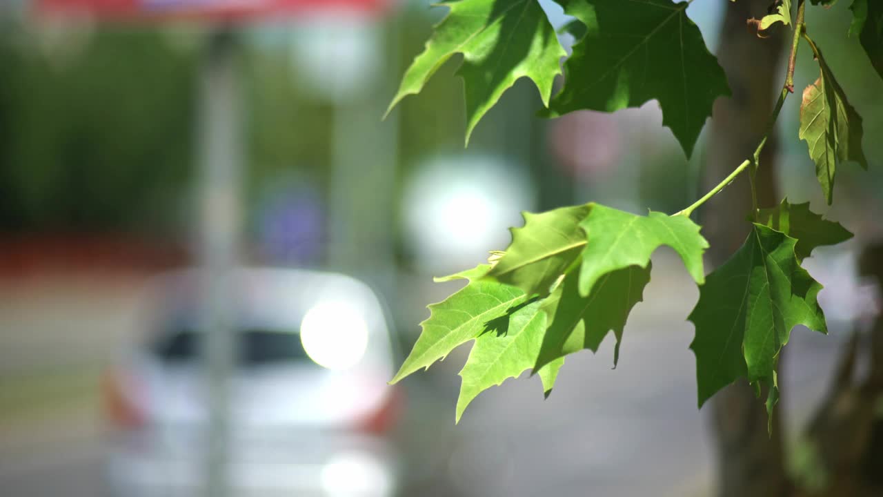树枝上的枫叶，背景是模糊的城市街道视频下载