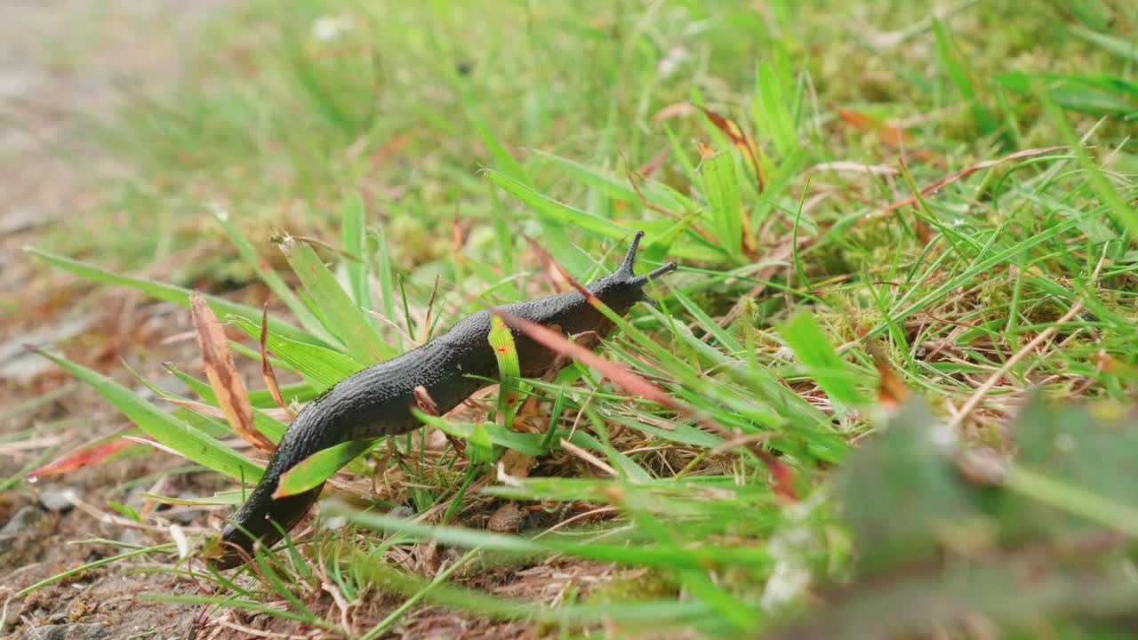 蛞蝓在乡间的草地上移动视频下载