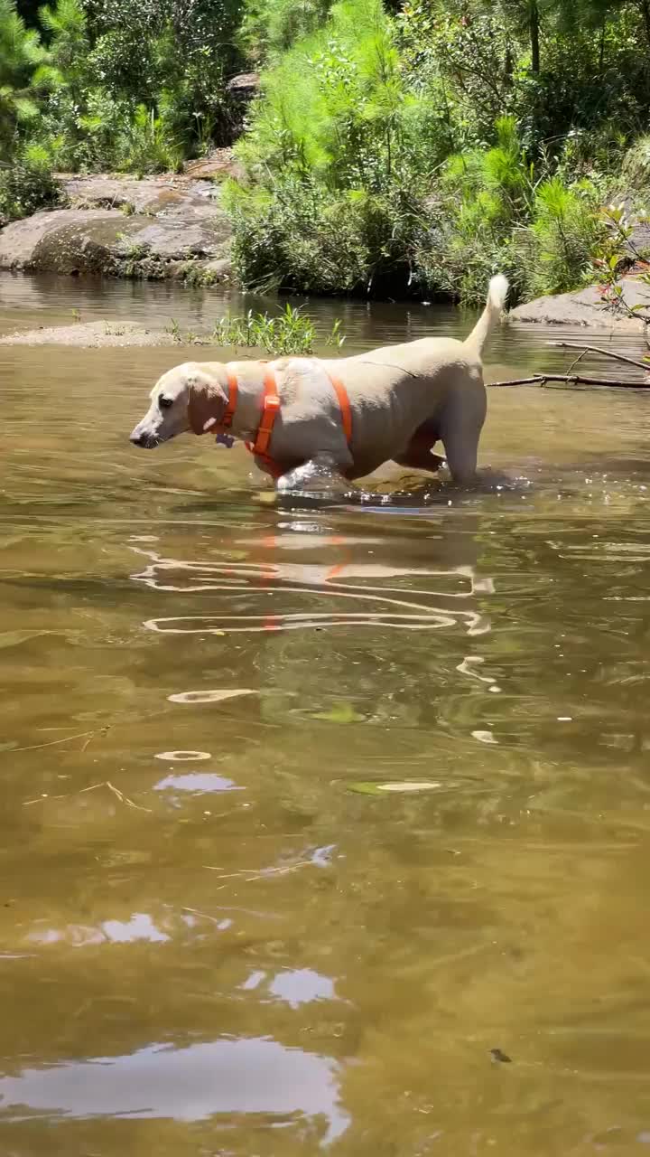 狗在河里玩耍视频下载