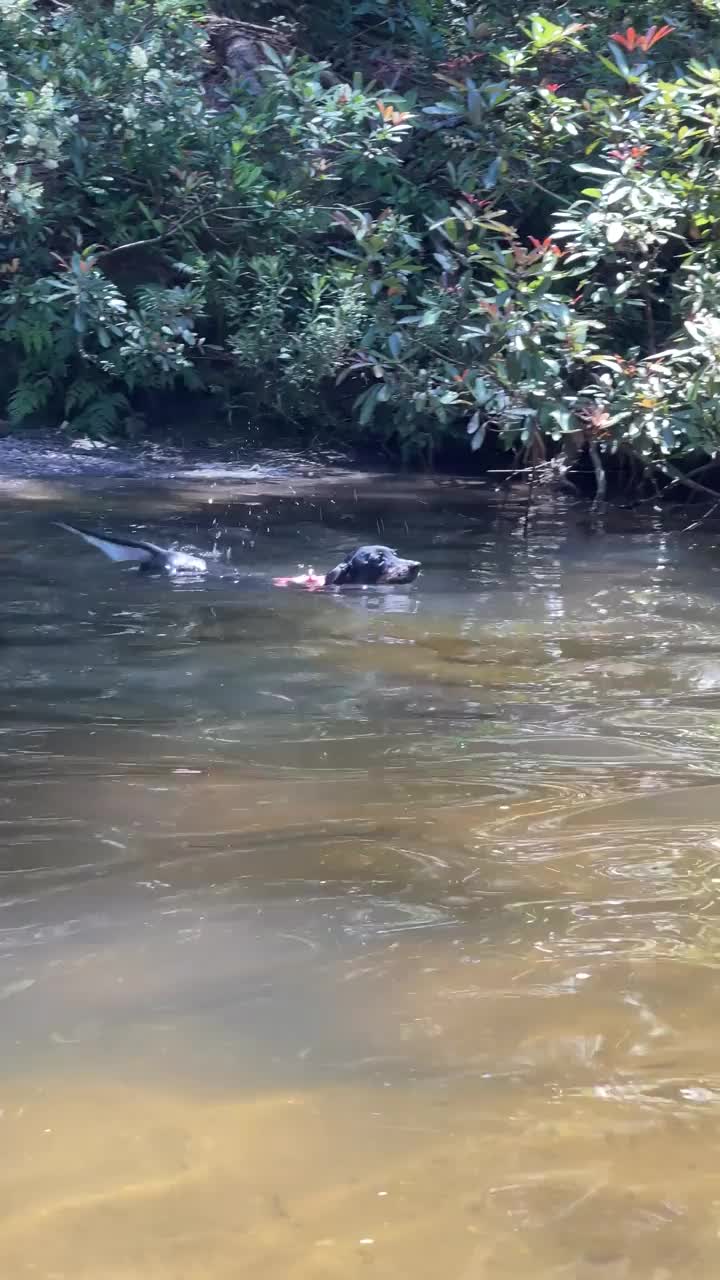 狗在河里游泳视频下载