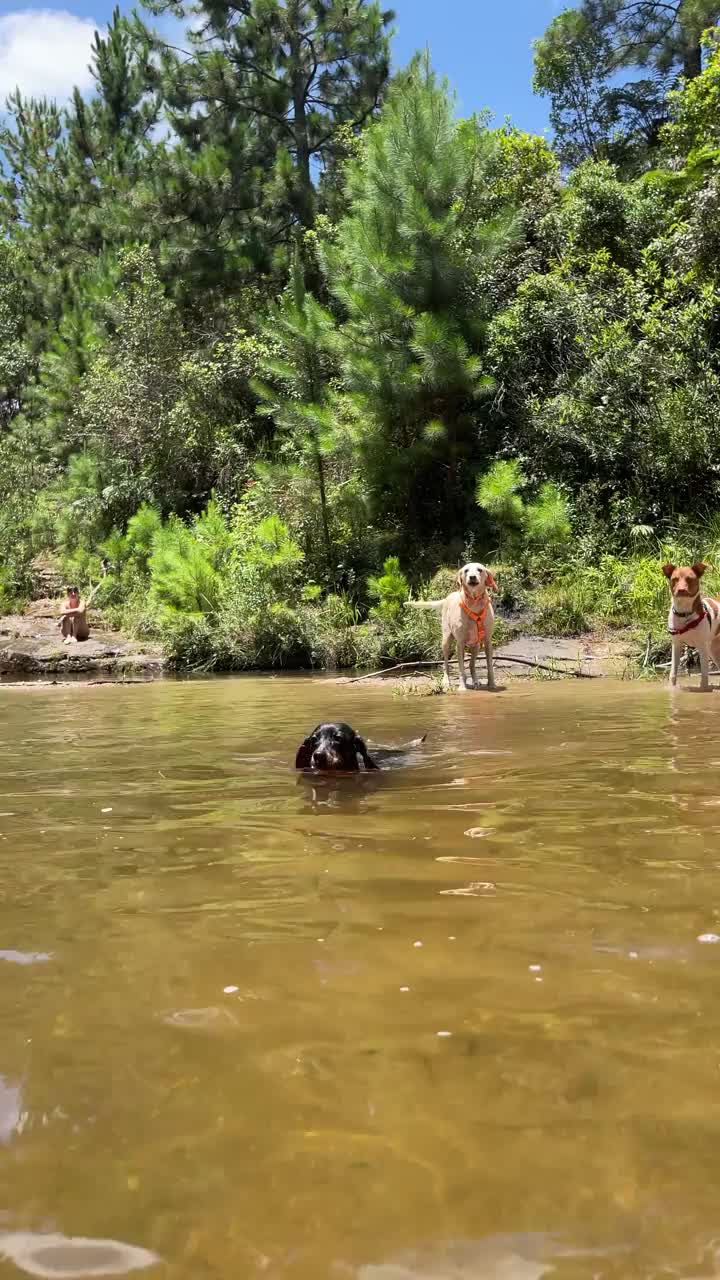 可爱的狗在河里游泳视频下载