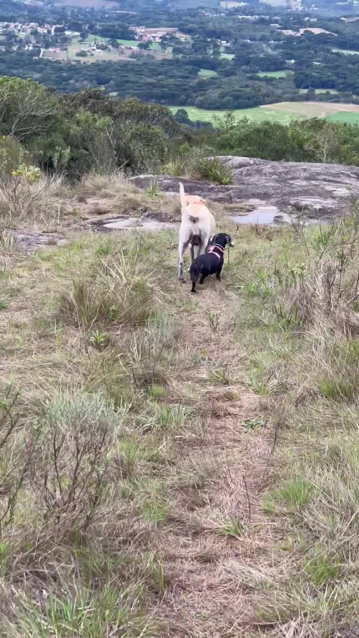 两只狗在探索山峰视频下载