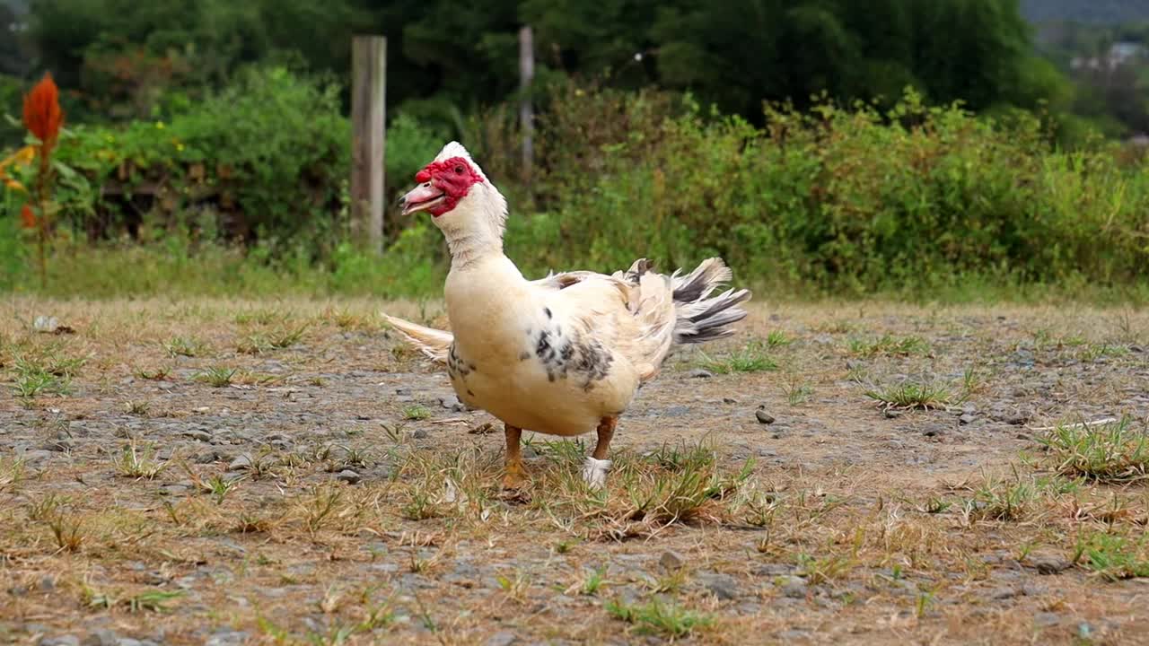 白天在农场湿地上行走的番鸭，背景模糊视频下载