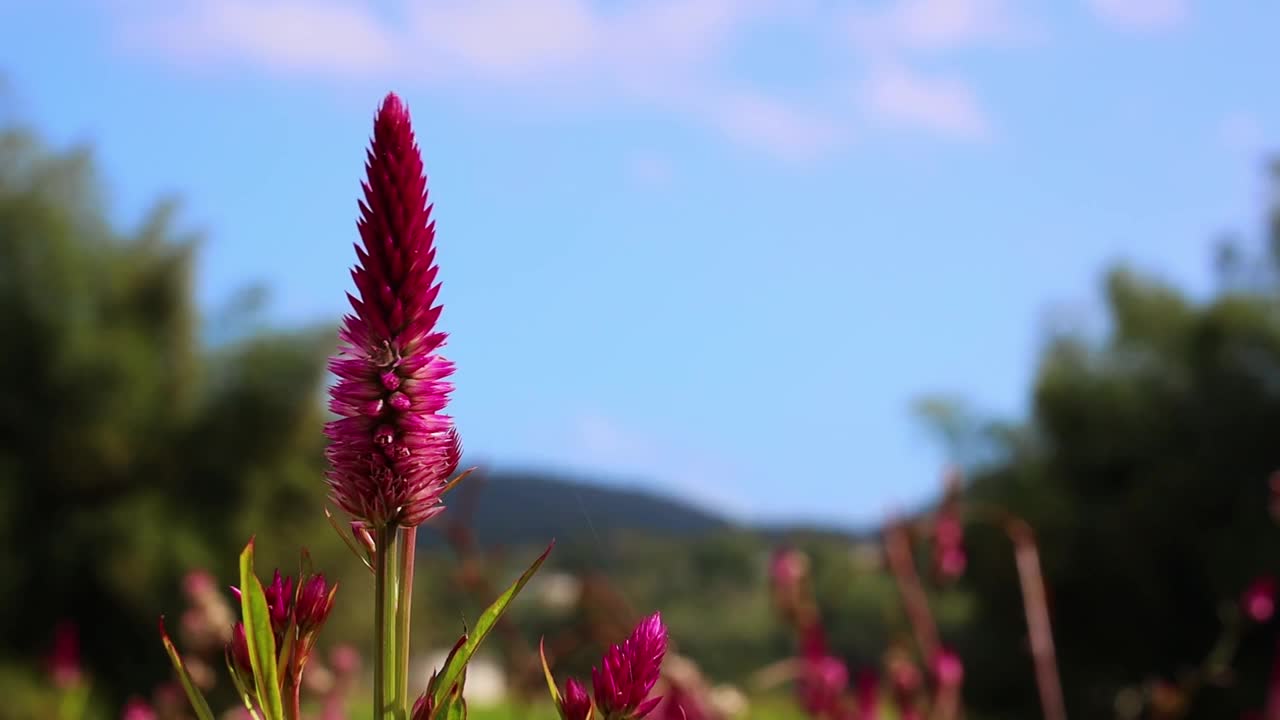 在一个阳光明媚的日子里，紫色羊毛花在花田里盛开的特写镜头，背景模糊视频下载