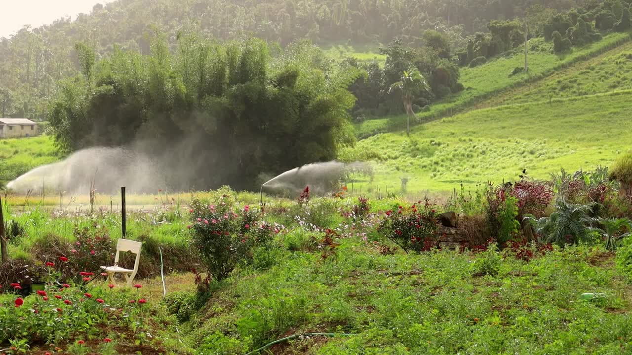 两个女人走在花田里，灌溉系统在后面工作视频下载