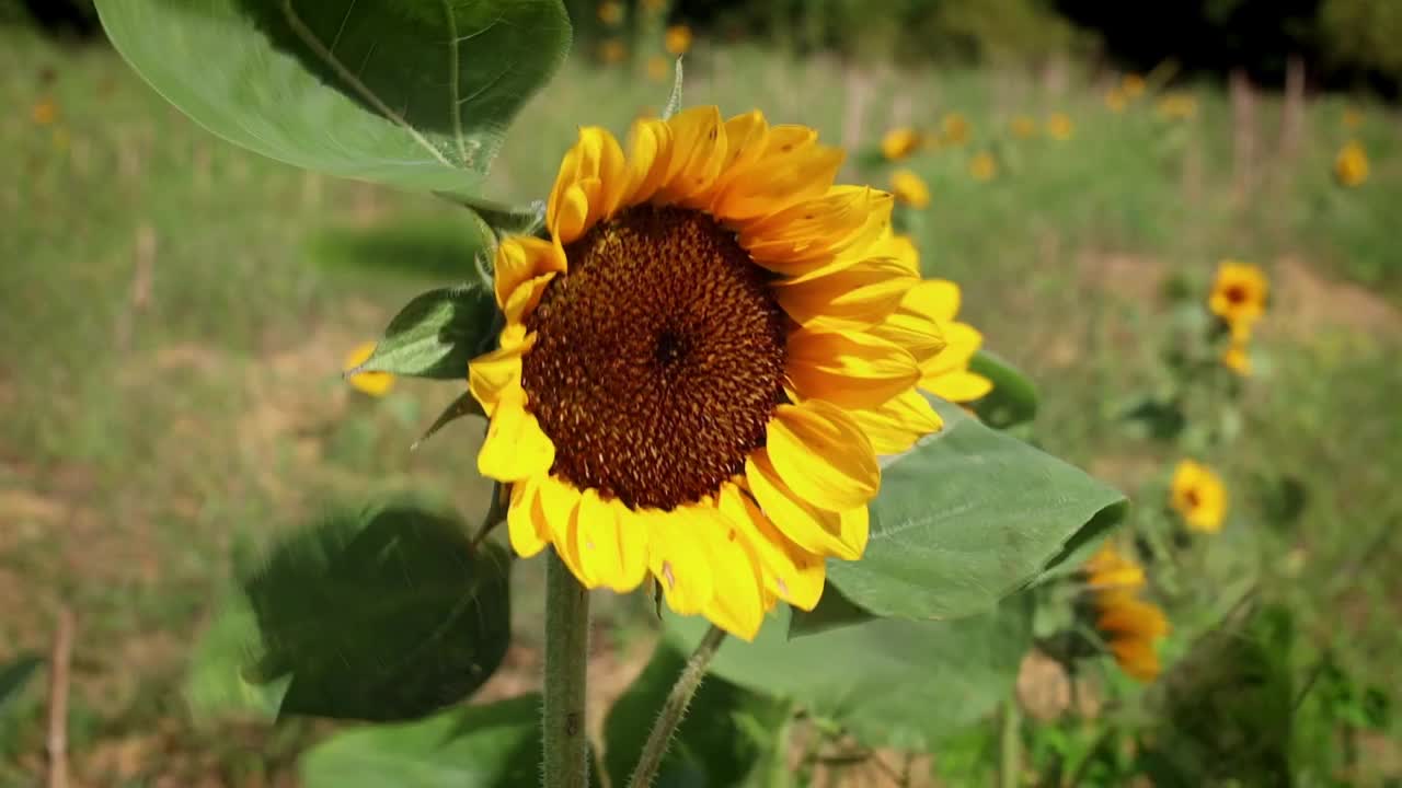 在阳光明媚的日子里，微风在花田里移动向日葵的选择性聚焦镜头视频下载