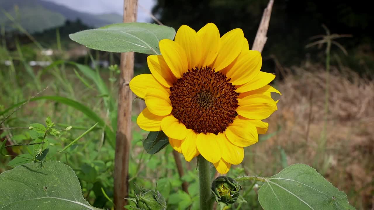 在一个阳光明媚的日子里，微风吹动着向日葵在花田里的特写镜头视频下载