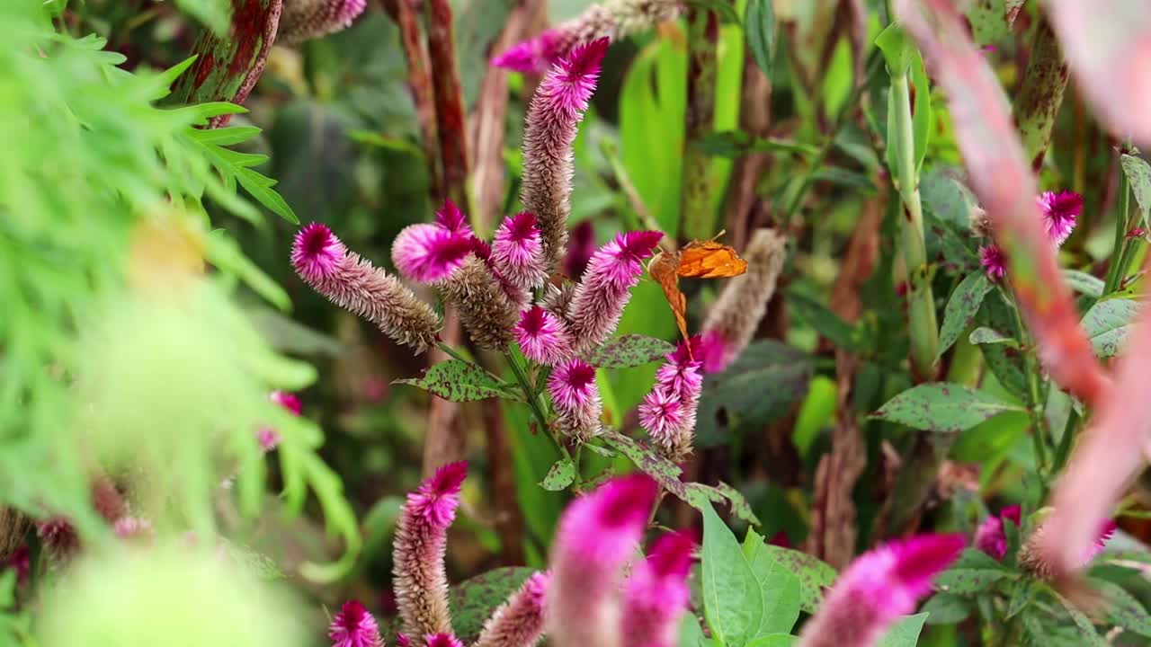 一只橙色的蝴蝶在花田里吃着紫冠鸡冠花的花蜜视频下载