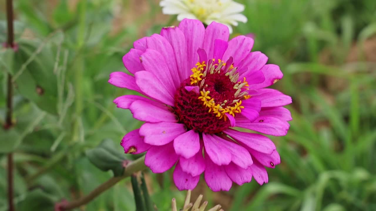 白天，一只蜜蜂在田野里优雅的百日菊花周围飞行的特写镜头视频下载
