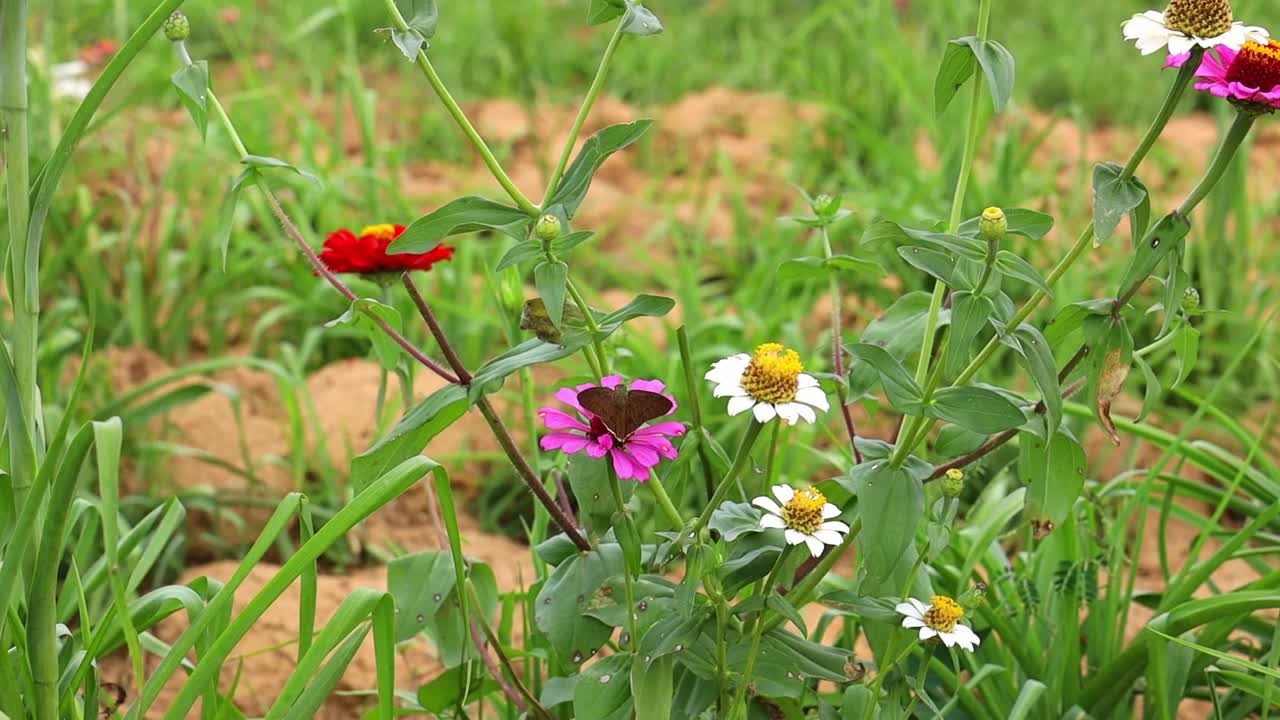 在一个阳光明媚的日子里，蝴蝶在田野里吃五颜六色的百日菊花蜜视频下载
