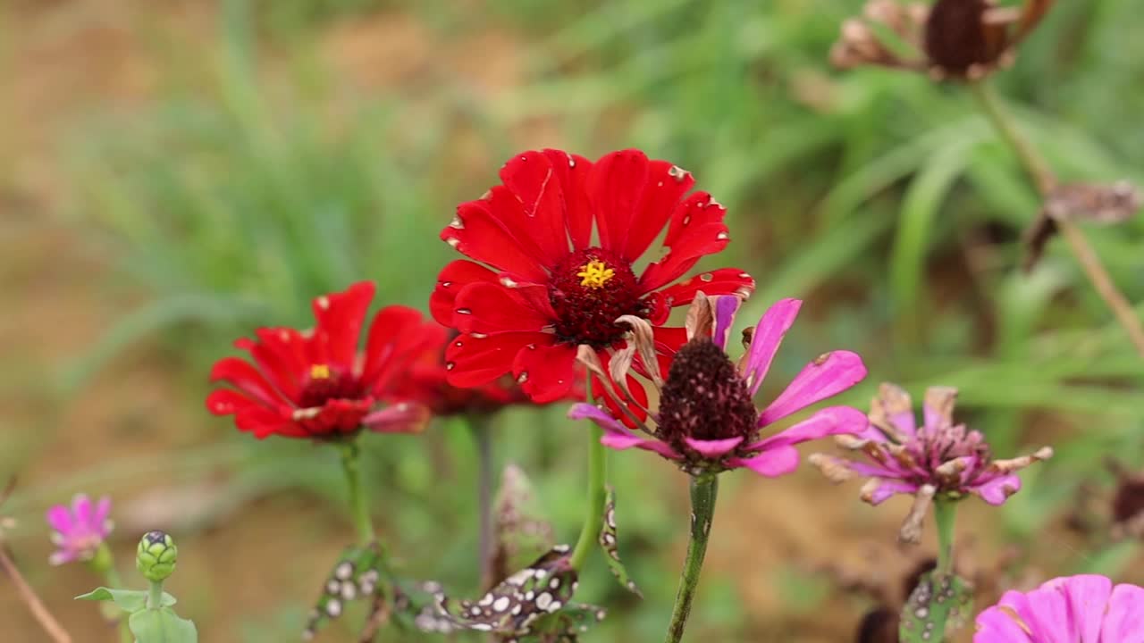 白天的田野里，红色和紫色优雅的百日菊花的特写镜头视频下载