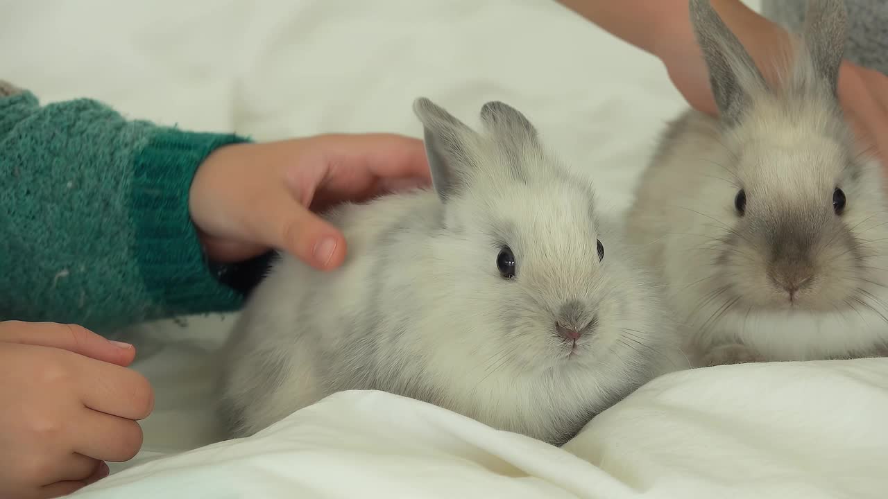 孩子们抚摸着毛茸茸的兔子视频下载