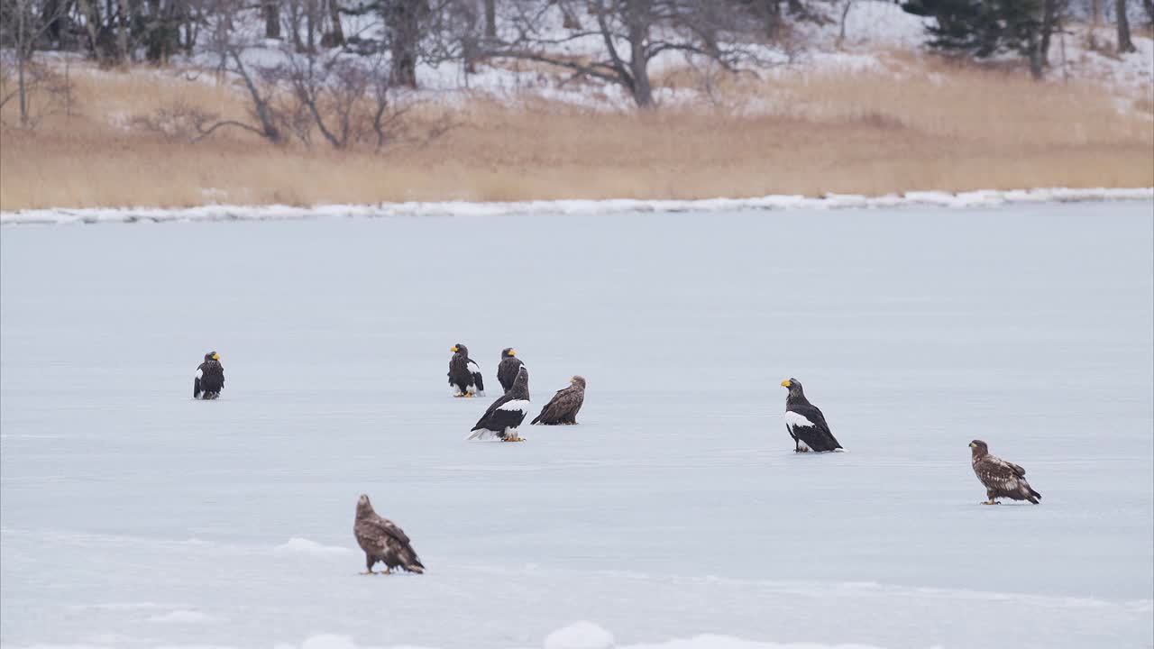 一群斯特勒海雕和白尾鹰在冰面上视频下载