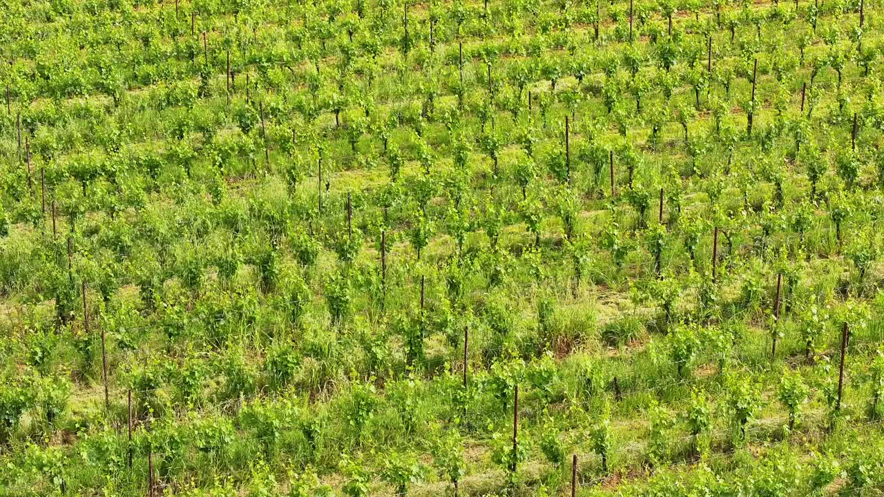蒙特普尔恰诺葡萄酒产区位于意大利托斯卡纳视频下载