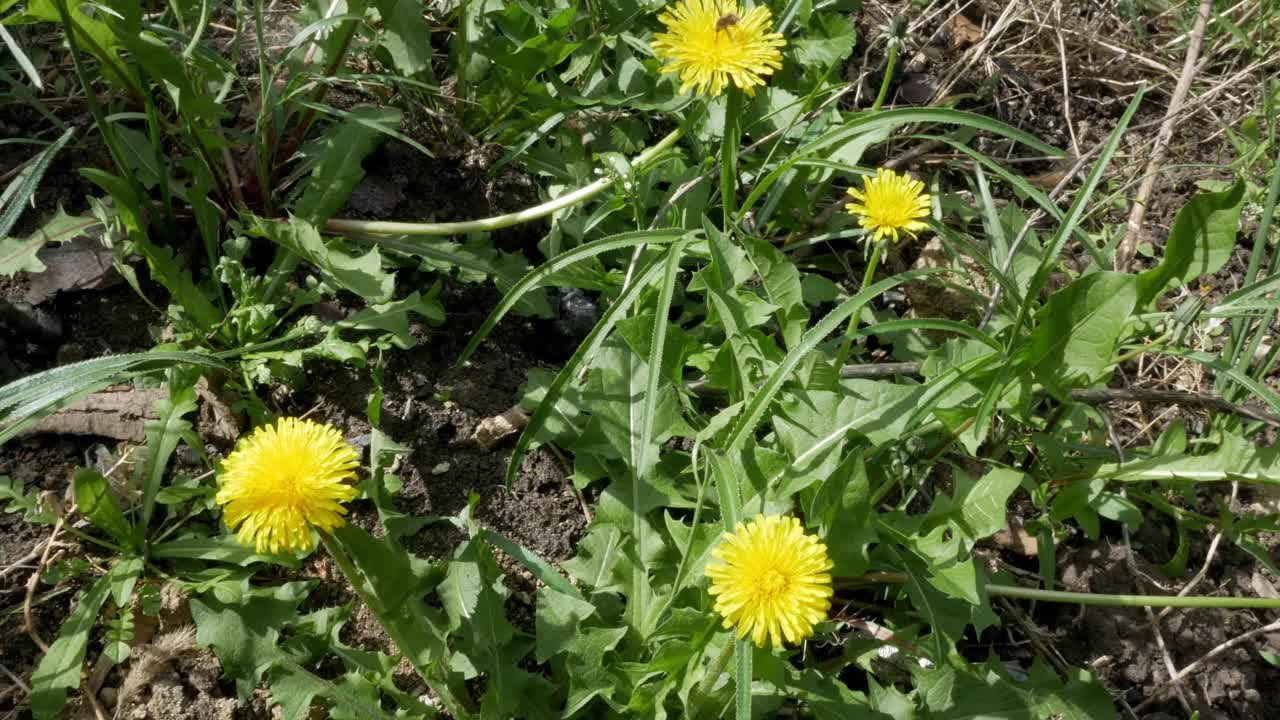 黄色的蒲公英在春天的草丛中。一个女人的手摘了一朵花。风视频下载