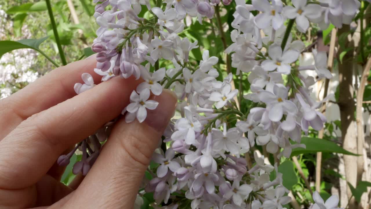 丁香枝和女人的手。在紫丁香花上发现五个花瓣是好运的象征。春天的时间。视频下载