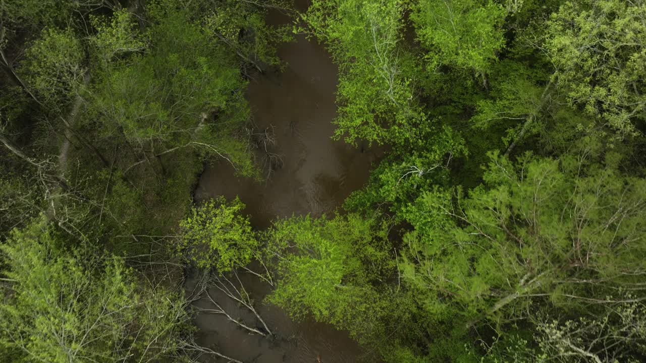 湿地森林和泥泞的狼河的水边栖息地。美国东南部。视频下载