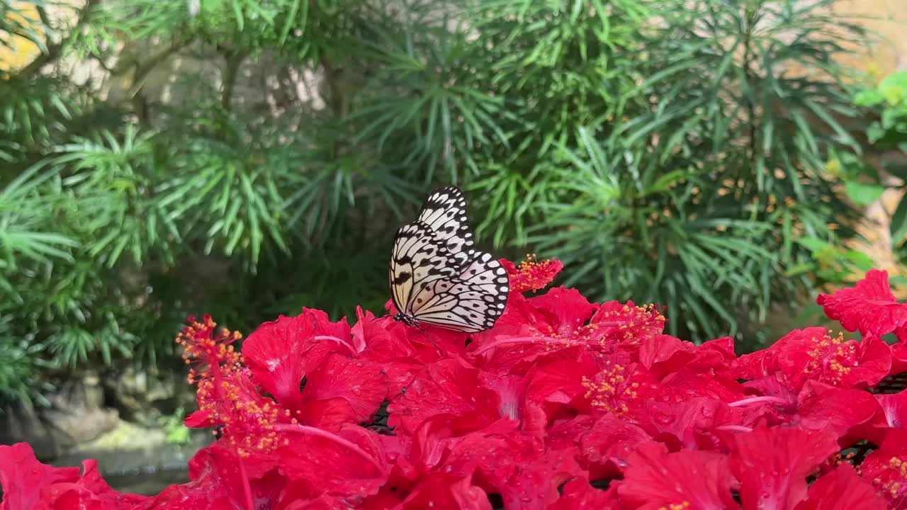 一只蝴蝶站在红花上的镜头。视频下载
