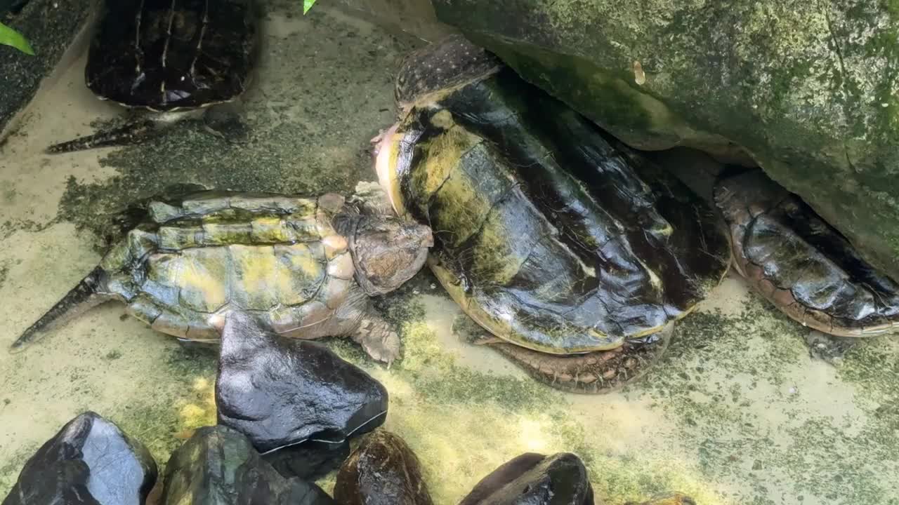 海龟在池塘里挨着躺着的镜头。视频下载