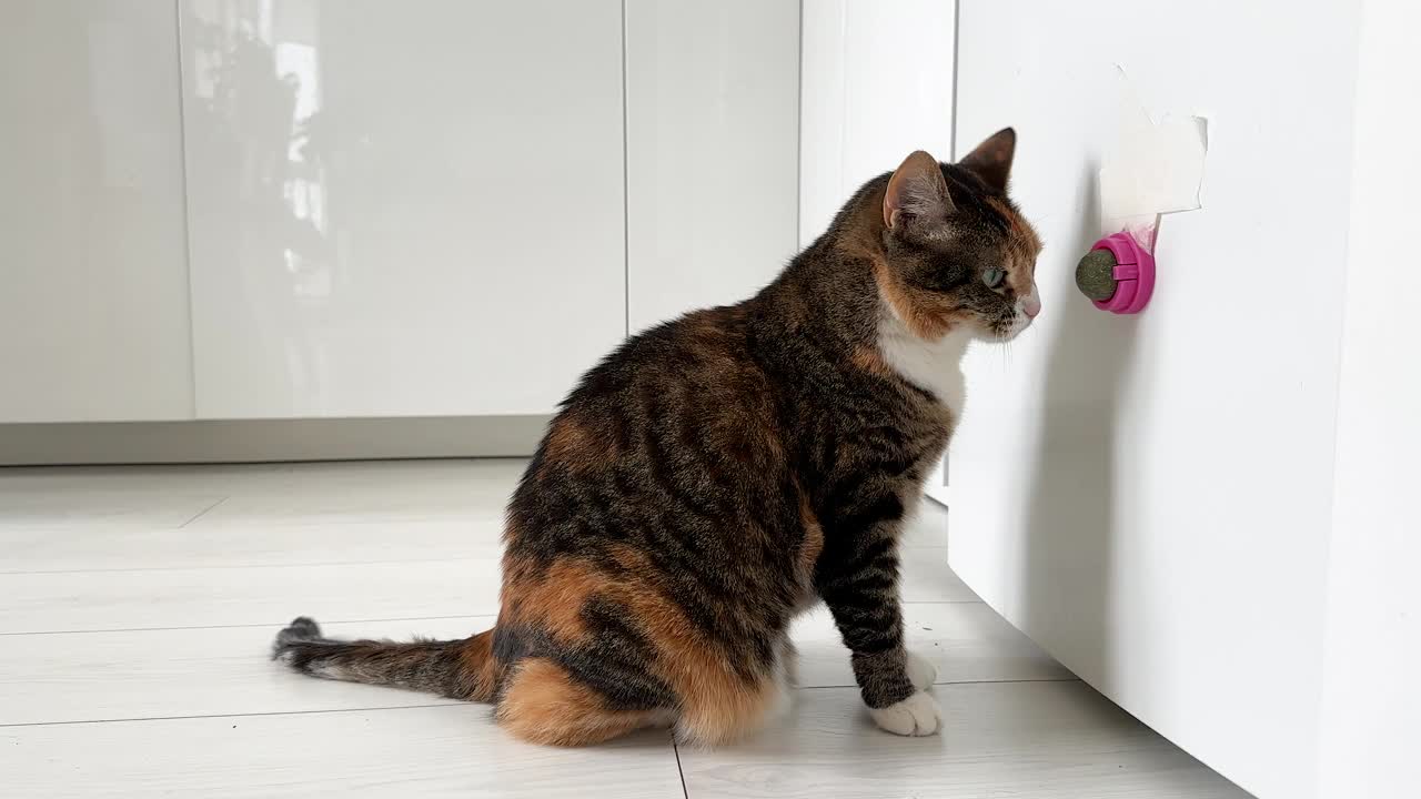 有兴趣的猫喜欢玩粘在冰箱上的猫薄荷球，摩擦它的口鼻视频下载