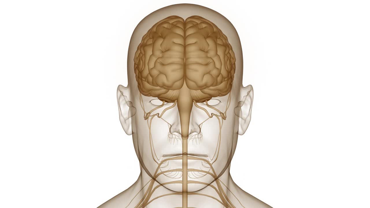 人体神经系统中枢器官脑解剖动画概念视频下载