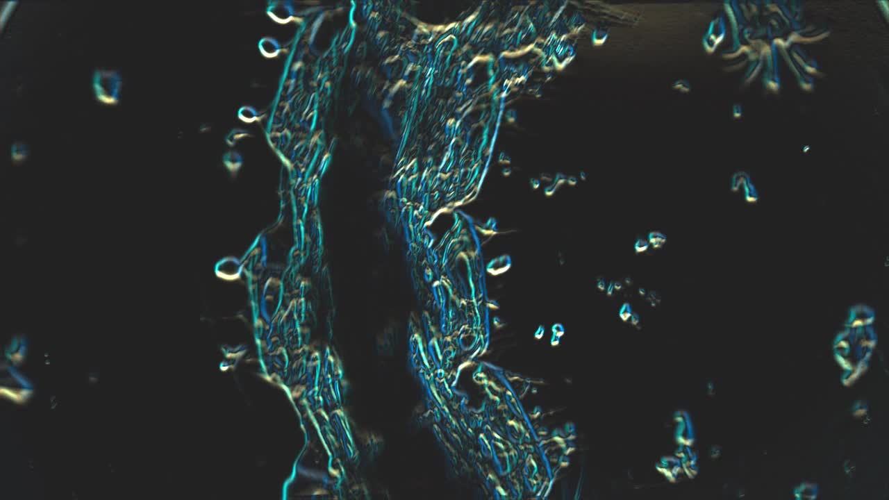 黑色背景上玻璃质感的显微镜下匿名生物的科学动画视频下载