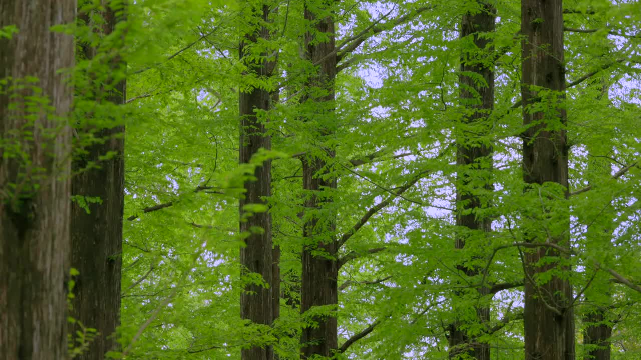 清新的绿树和美丽的阳光视频下载