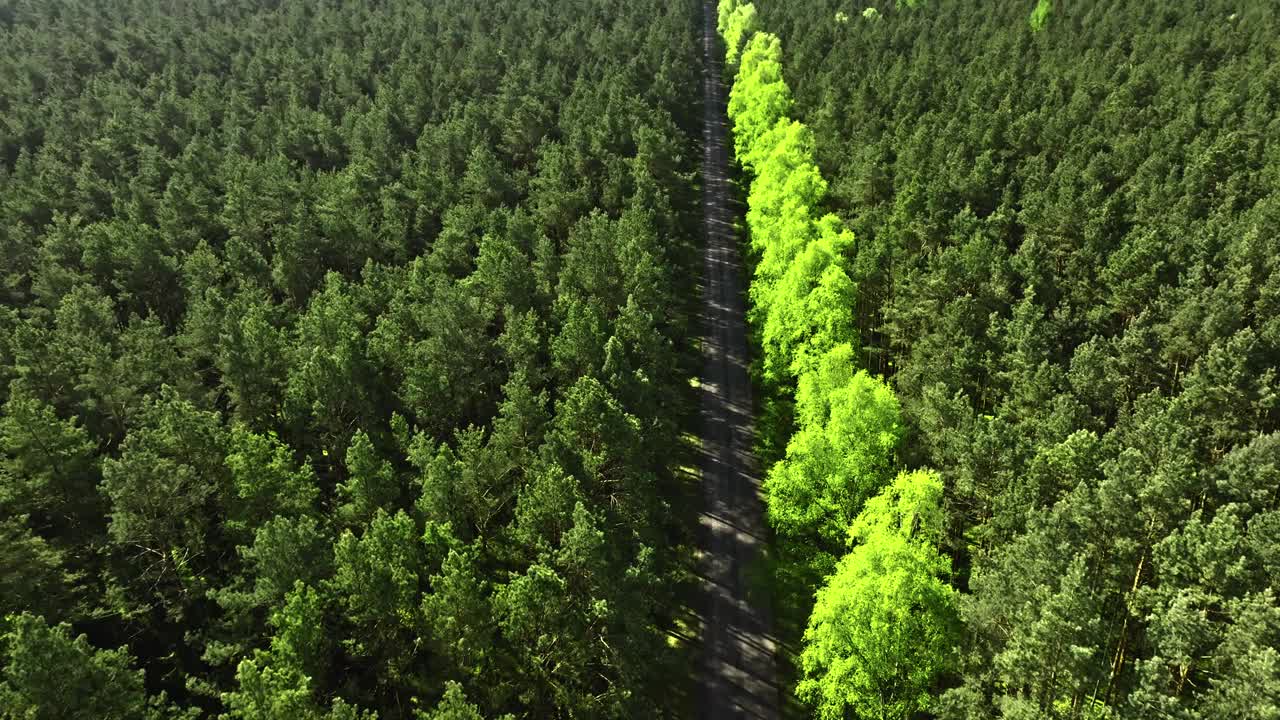 波兰，春天日出时的乡村公路和绿色森林视频下载