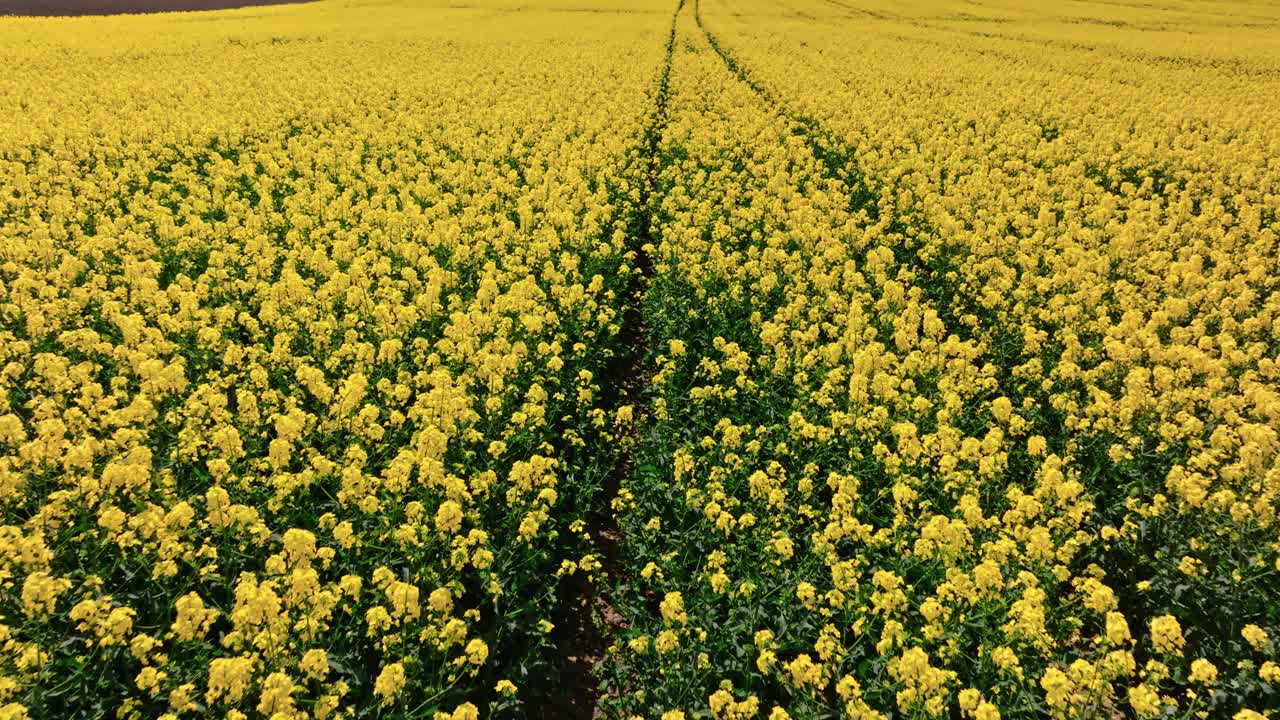 黄色的油菜花在农村拖拉机的足迹视频下载