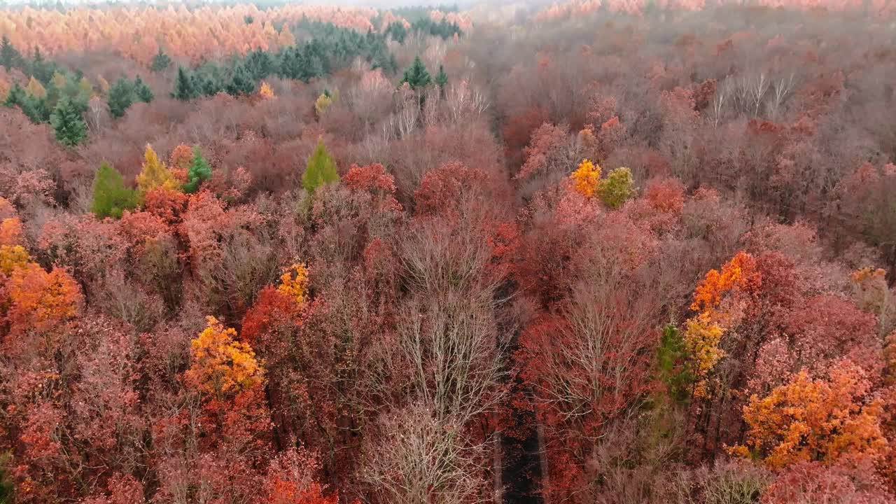 从无人机上看到的令人惊叹的秋天。视频下载