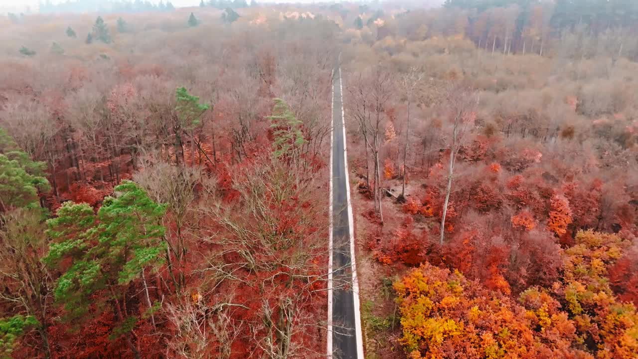 从无人机上看美丽的秋天的森林。视频下载