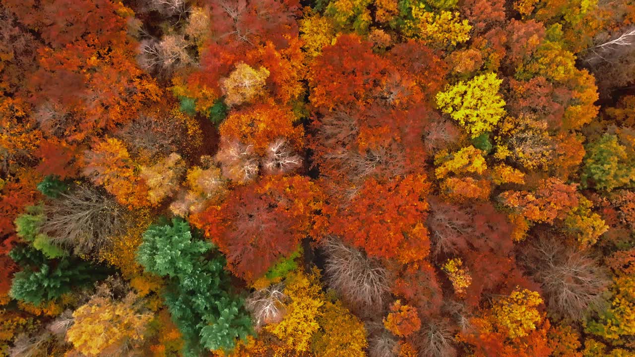 从无人机上看秋天的森林。视频下载