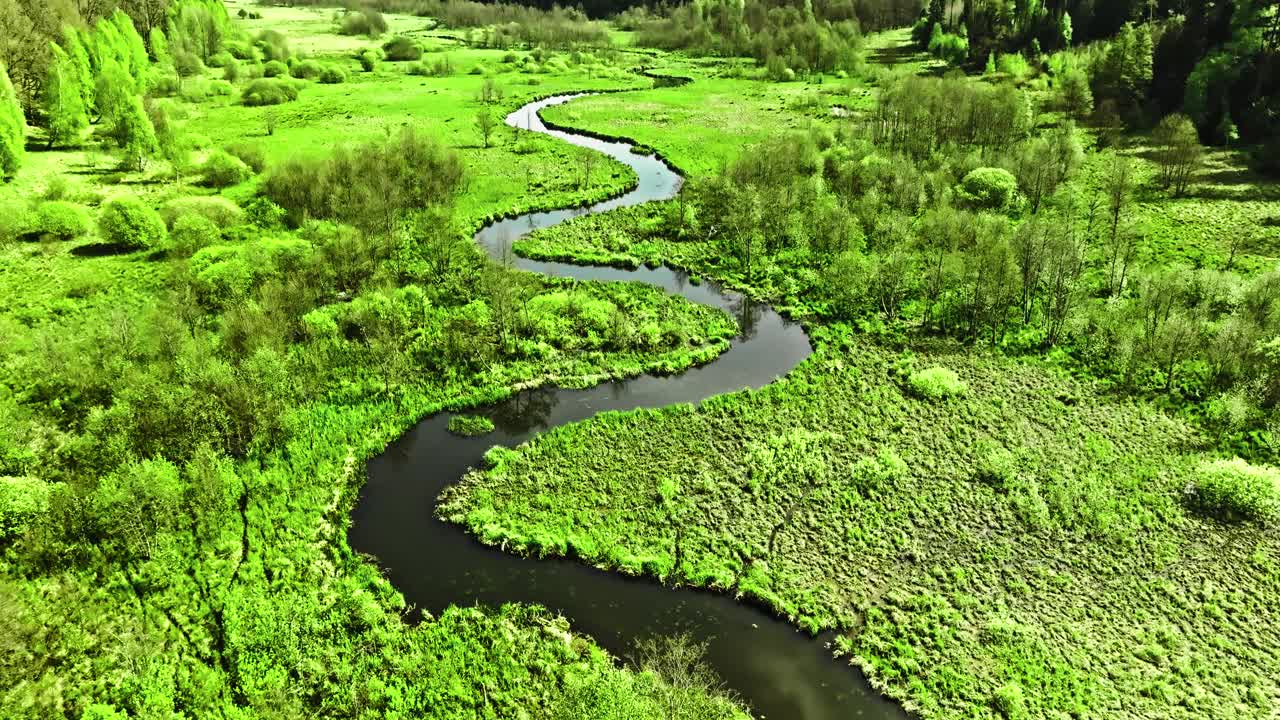 春天的小河和沼泽。波兰的野生动物。视频下载