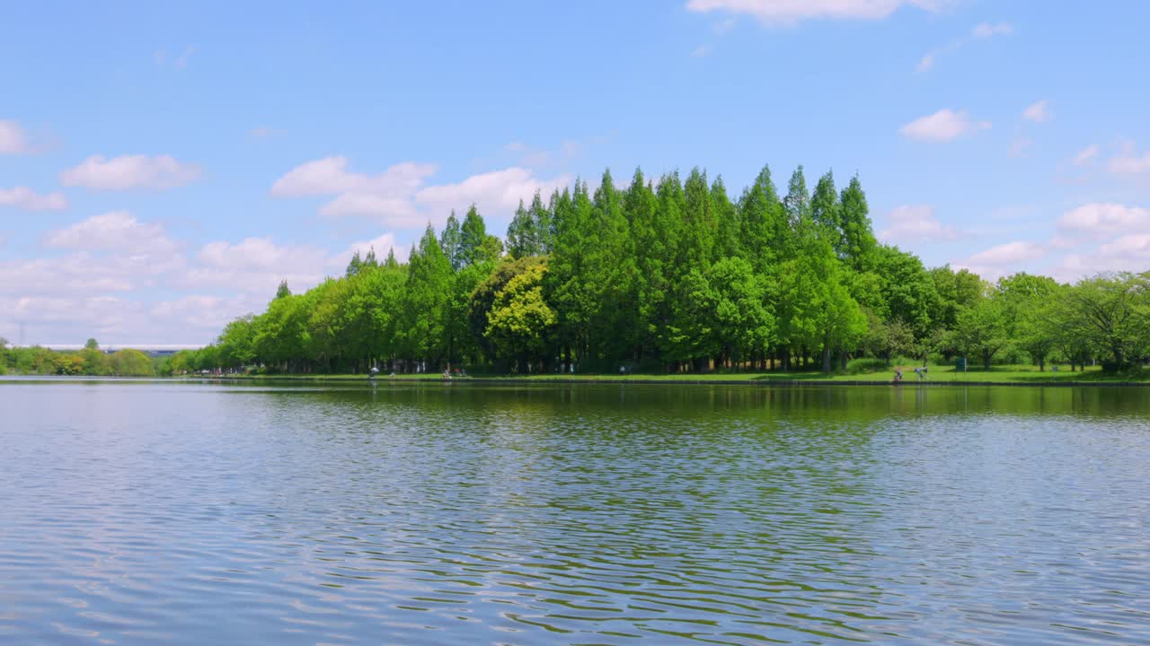 一条有清澈的水和新鲜的绿树的河视频下载