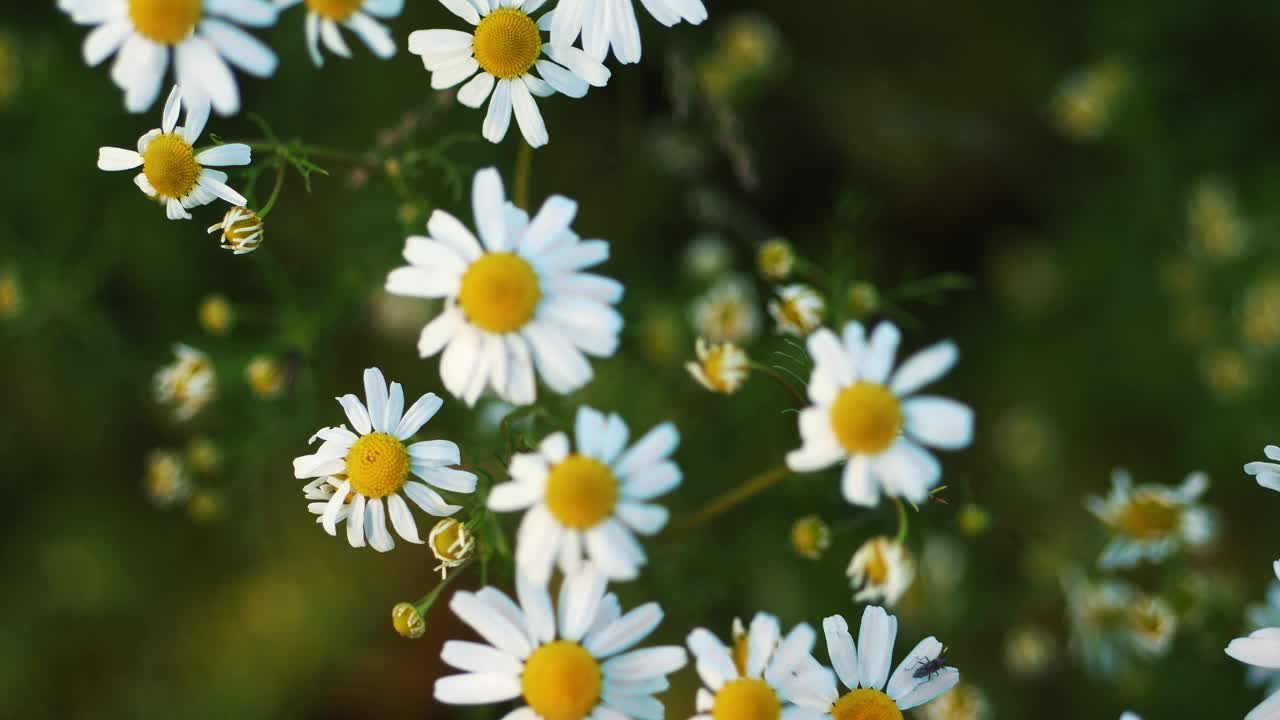 宁静的夏日草地:雏菊和小甲虫的特写视频下载