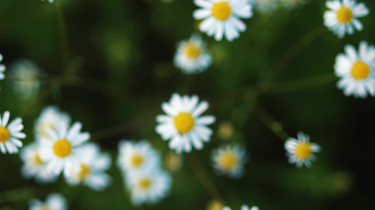 郁郁葱葱的夏季草地盛开与充满活力的雏菊花-理想的自然背景和花卉设计视频下载
