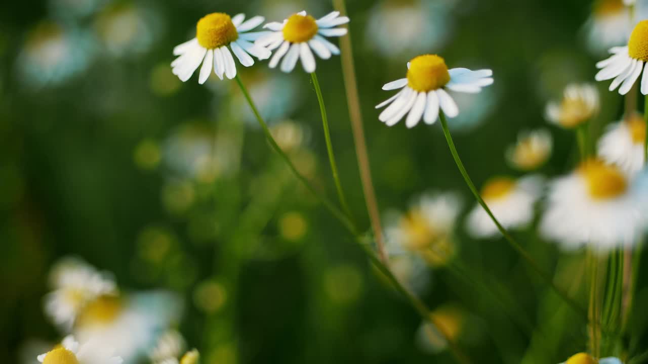 春天的清新:盛开的草地上的雏菊特写视频下载