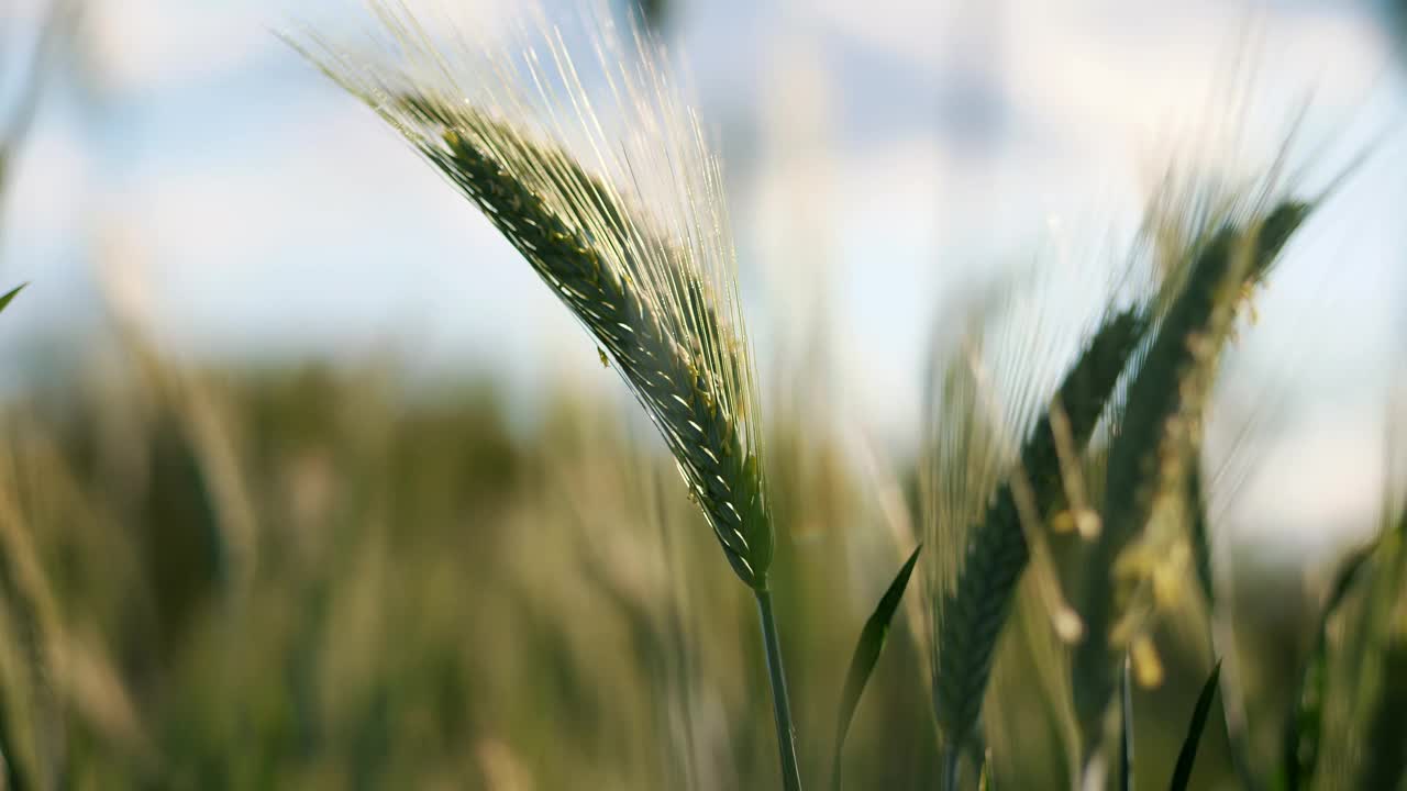黄金时刻光爱抚绿大麦田-完美的农业主题视频下载