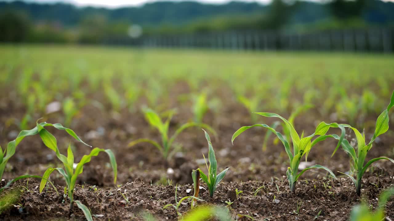 年轻的玉米植株在生长早期茂盛的农田里茁壮成长视频下载