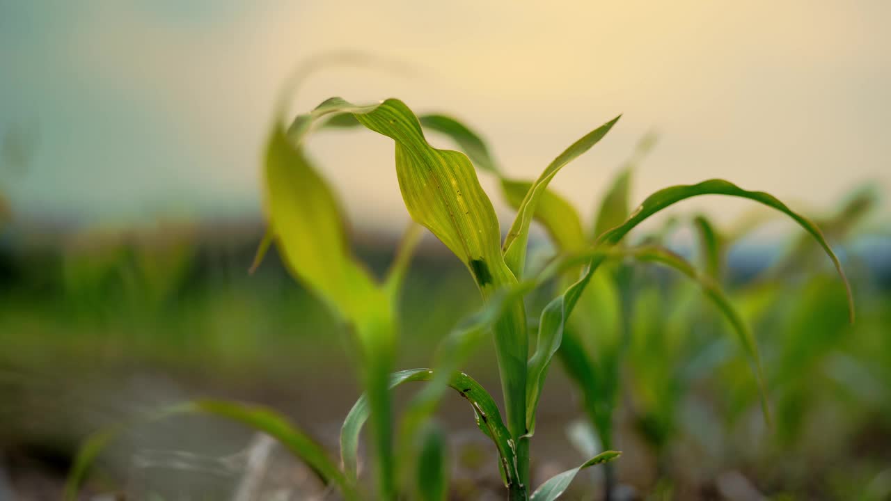 年轻的玉米植物生长在田间日落-农业主题视频下载