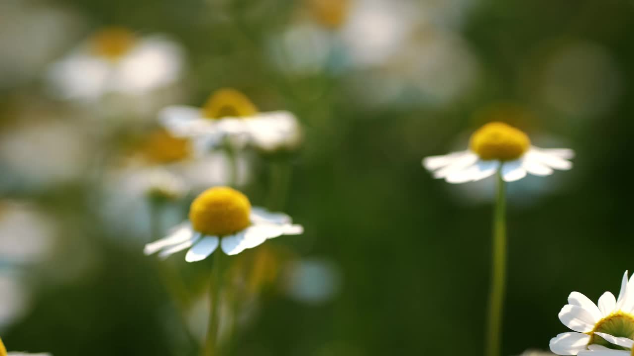 宁静的夏日雏菊:白色和黄色的野花迷人的展示视频下载